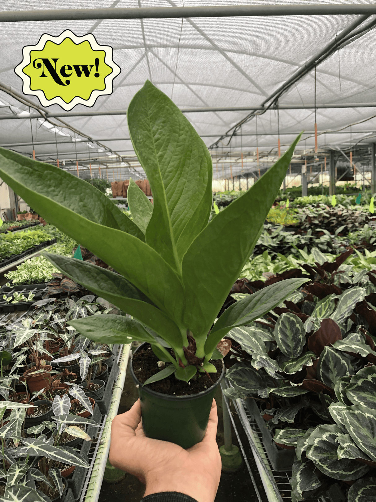 Anthurium 'Cobra' indoor plant