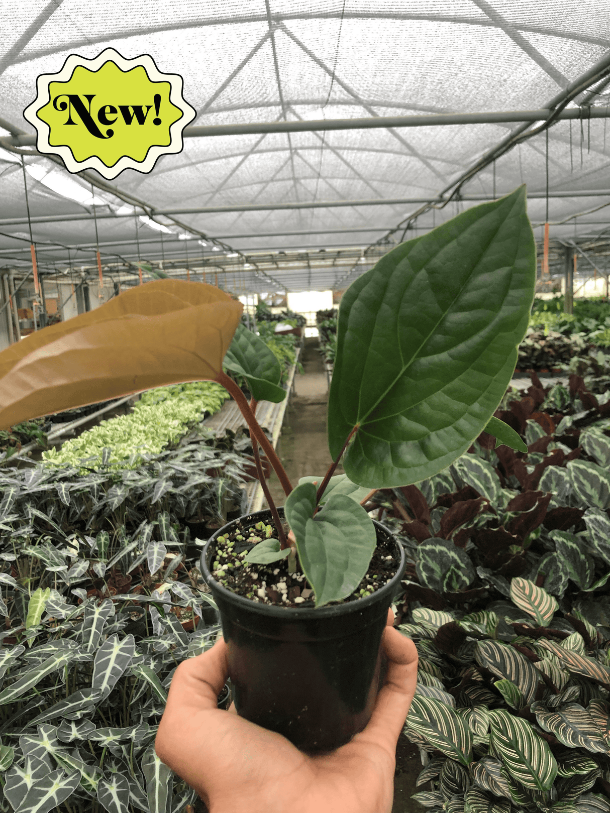 Anthurium 'Radicans x Luxurians' indoor plant