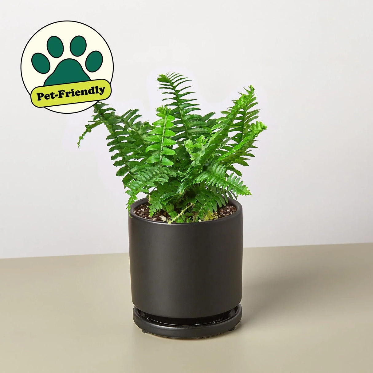 Jester's Crown Fern indoor house plant