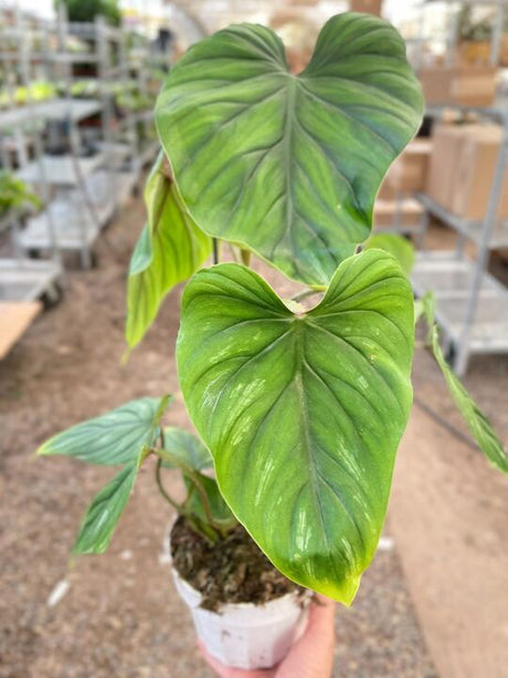 Philodendron PlowManii indoor houseplant