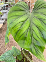 Philodendron PlowManii indoor houseplant