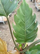 Philodendron Caramel Pluto indoor houseplant