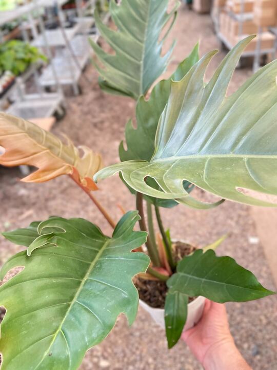 Philodendron Caramel Pluto indoor houseplant