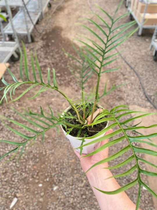 Philodendron 'Tortum' indoor houseplant