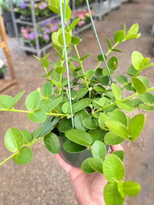 Hoya Cumingiana indoor house plant