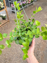 Hoya Cumingiana indoor house plant