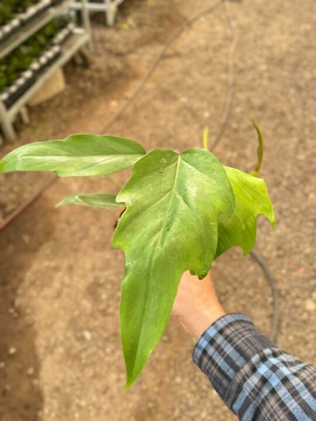 Philodendron Mayoi indoor houseplant