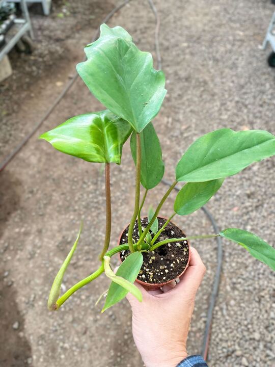 Philodendron Mayoi indoor houseplant