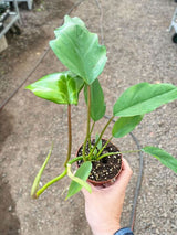 Philodendron Mayoi indoor houseplant