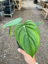 Philodendron 'Mcdowell' indoor houseplant