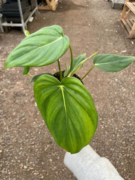 Philodendron 'Mcdowell' indoor houseplant