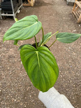 Philodendron 'Mcdowell' indoor houseplant