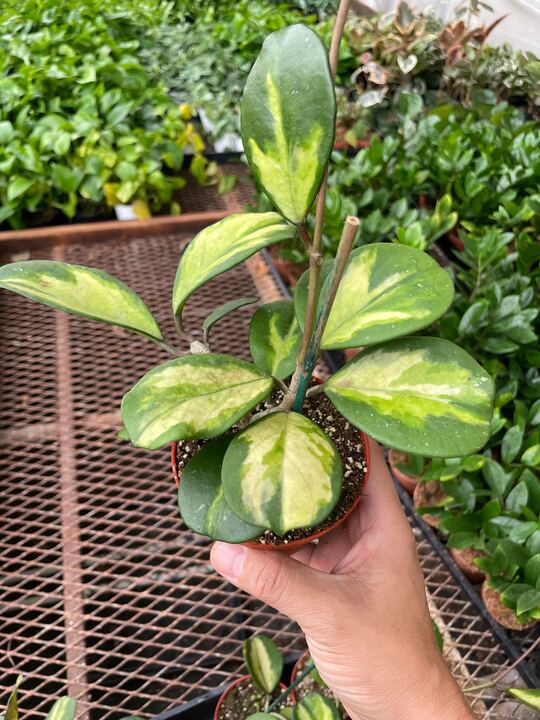 Hoya Obovata Reverse indoor house plant