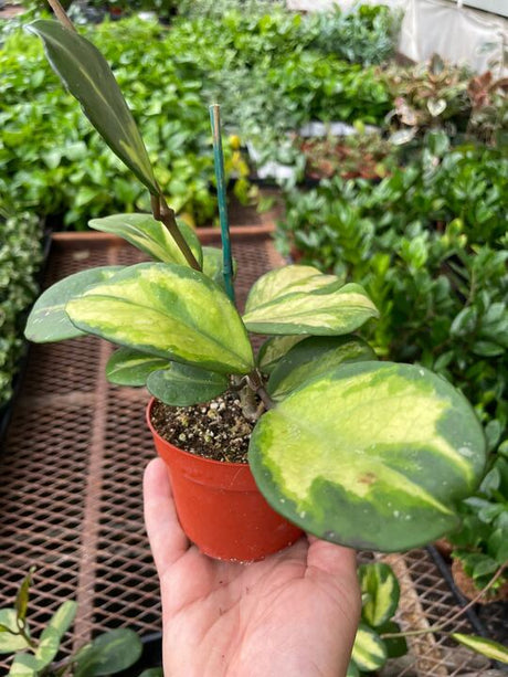 Hoya Obovata Reverse indoor house plant