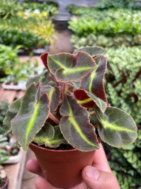 Begonia 'Striped' indoor plant