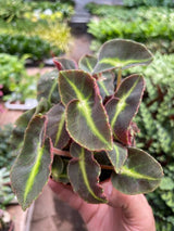 Begonia 'Striped' indoor plant