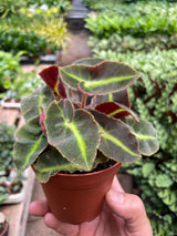 Begonia 'Striped' indoor plant