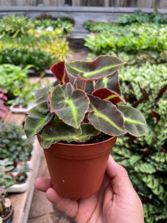 Begonia 'Striped' indoor plant