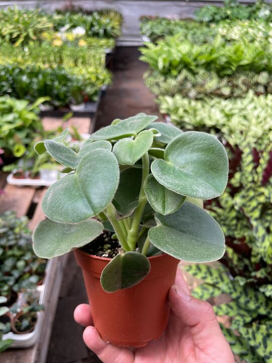 Peperomia 'Felted' indoor house plant