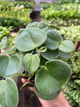 Peperomia 'Felted' indoor house plant