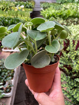 Peperomia 'Felted' indoor house plant