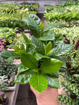 Gardenia 'Bush' indoor house plant