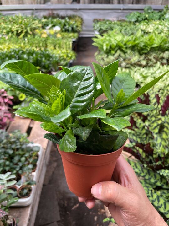 Gardenia 'Bush' indoor house plant