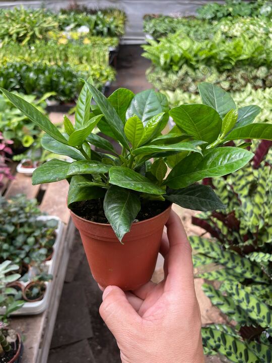 Gardenia 'Bush' indoor house plant